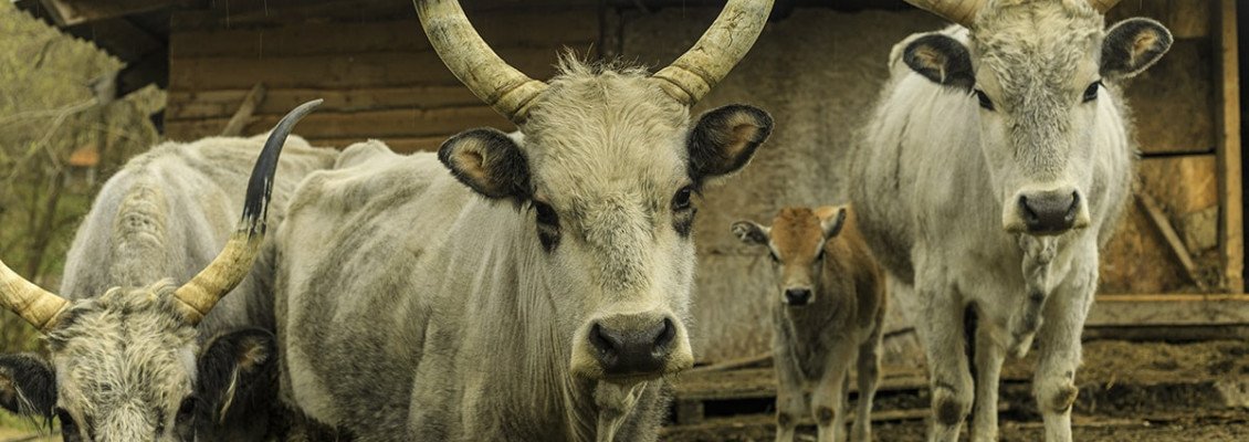 Найкращі ферми Закарпаття та Карпат