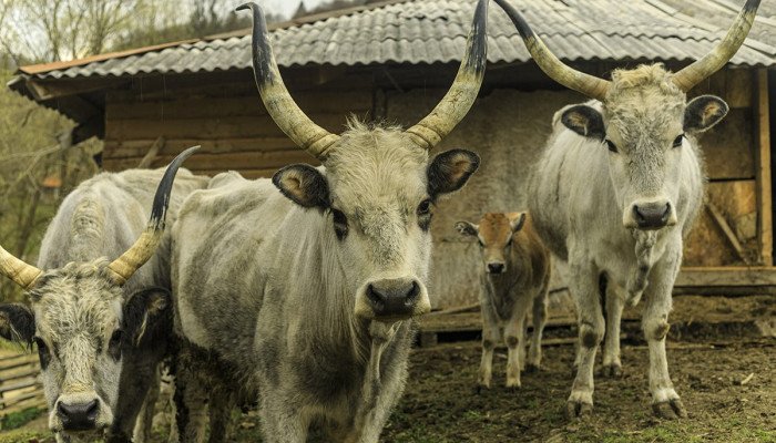 Найкращі ферми Закарпаття та Карпат