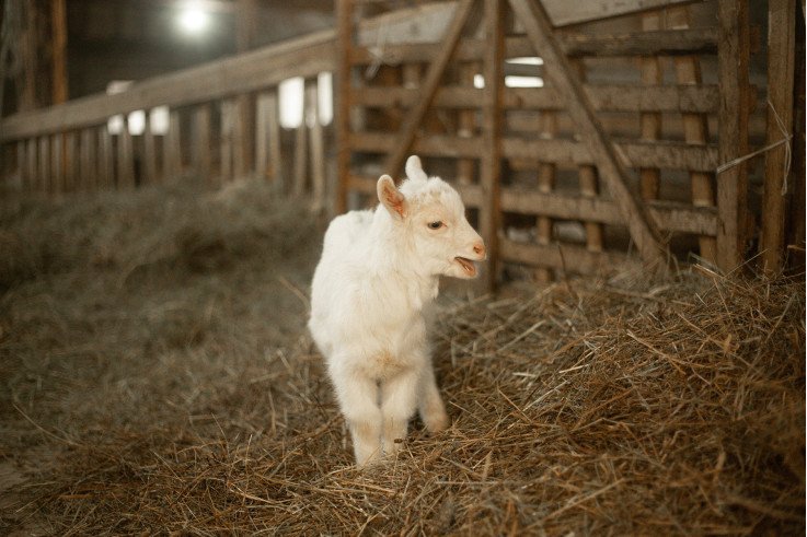 еко ферми україни