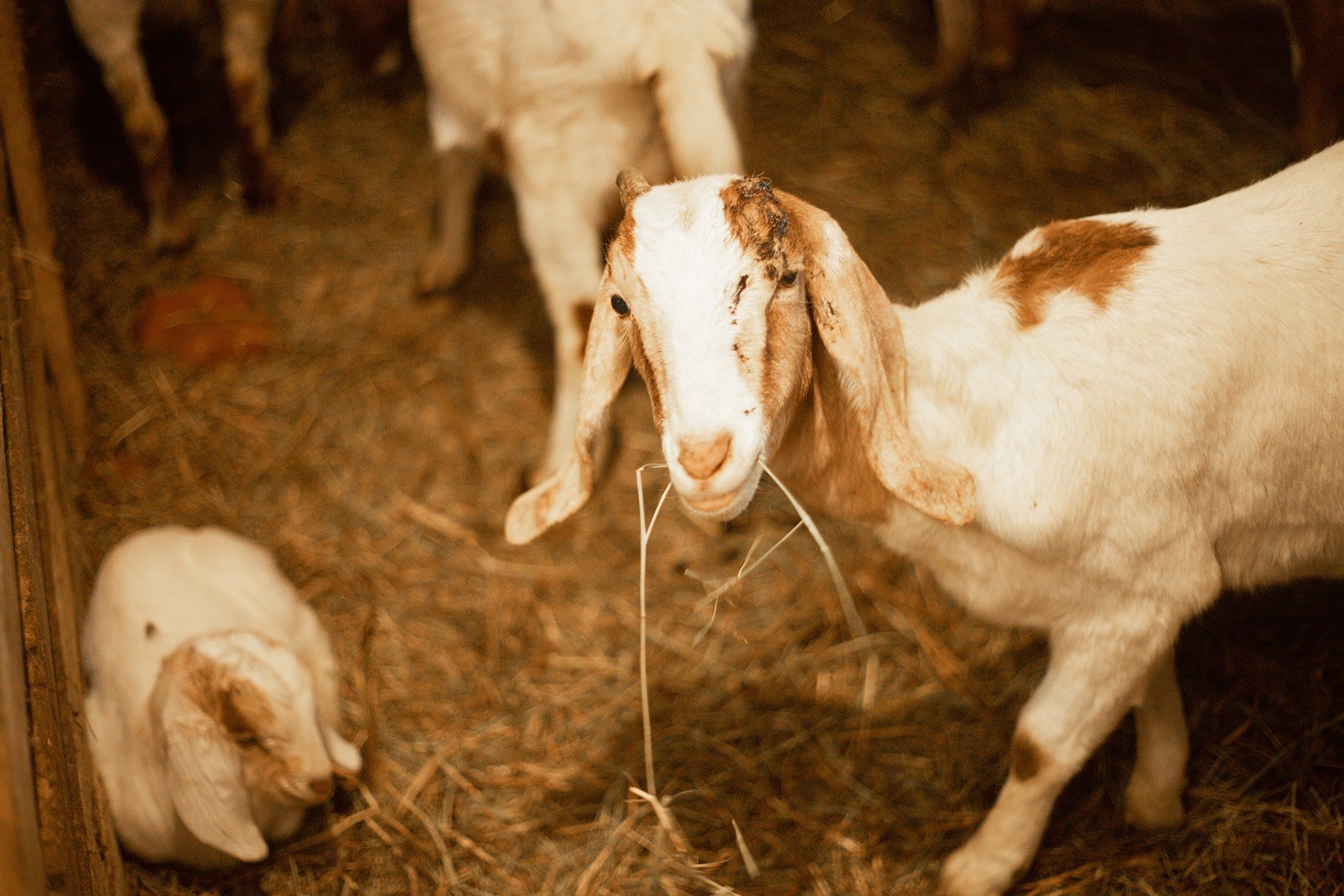 Галерея Ізки весною