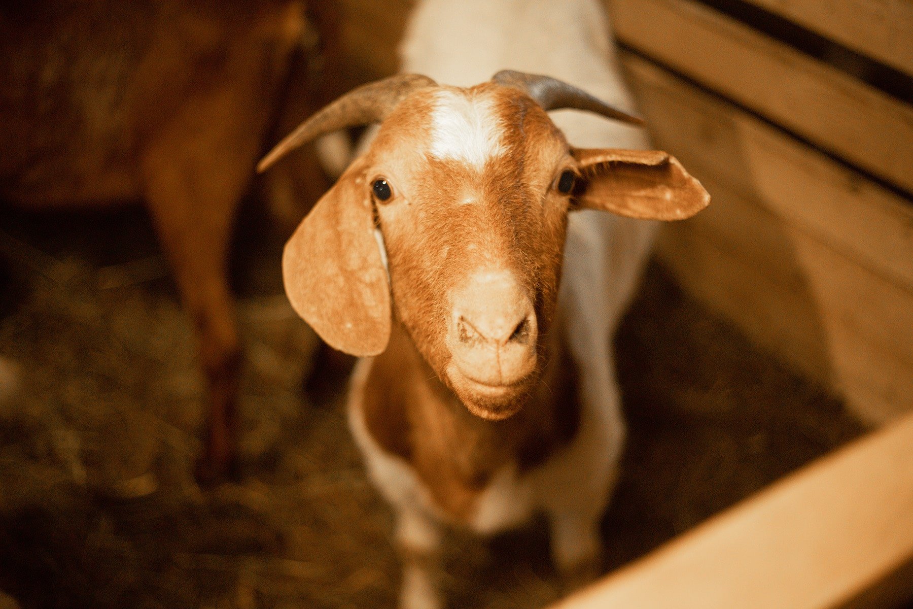 Галерея Ізки весною