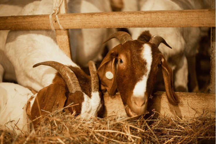 козьи фермы в Украине