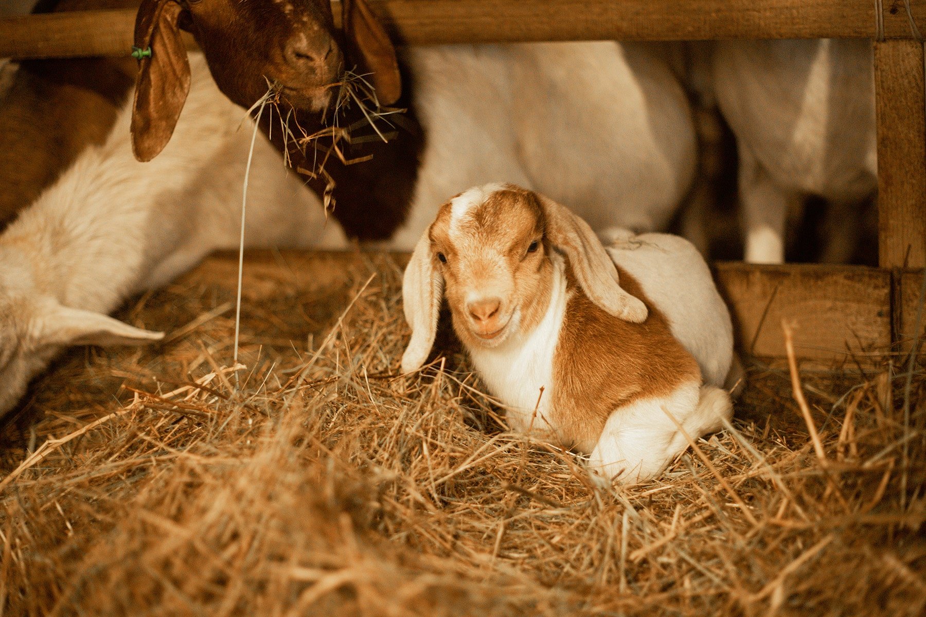 Галерея Ізки весною