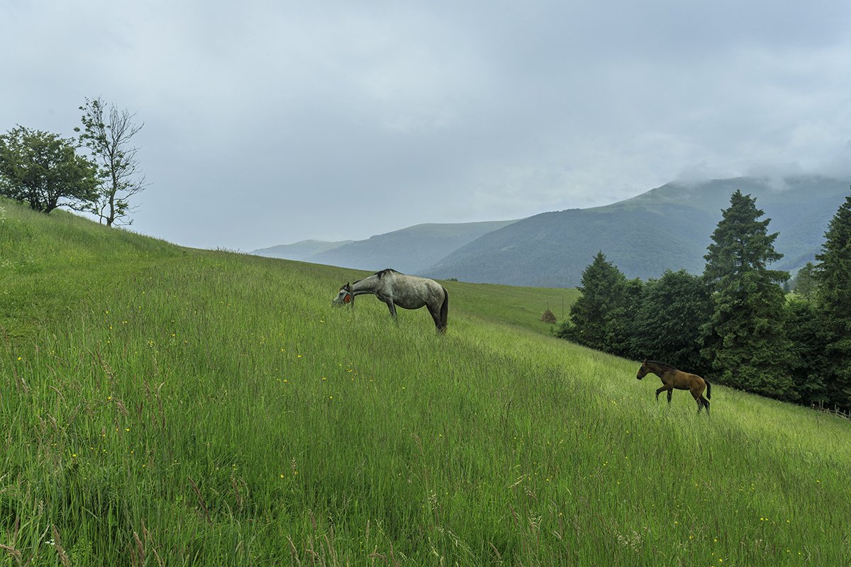 Галерея Ізки влітку