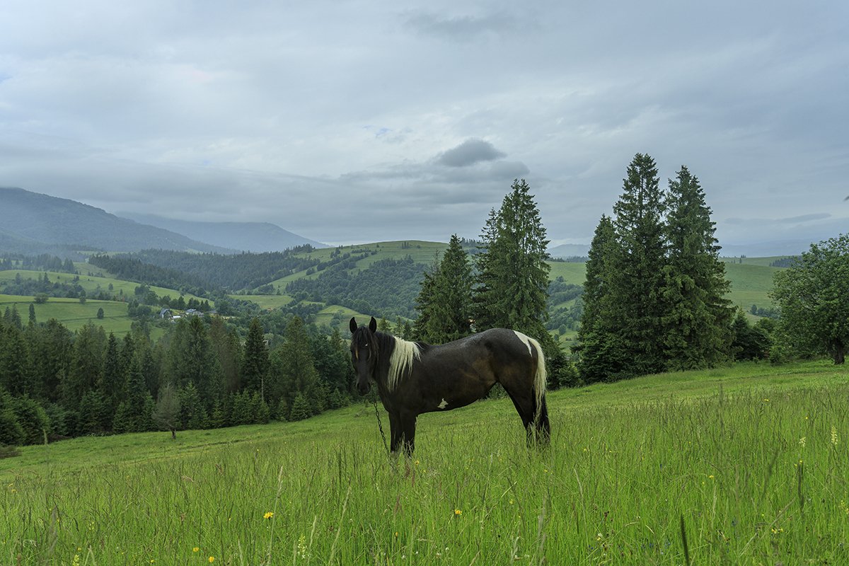 Галерея Ізки влітку