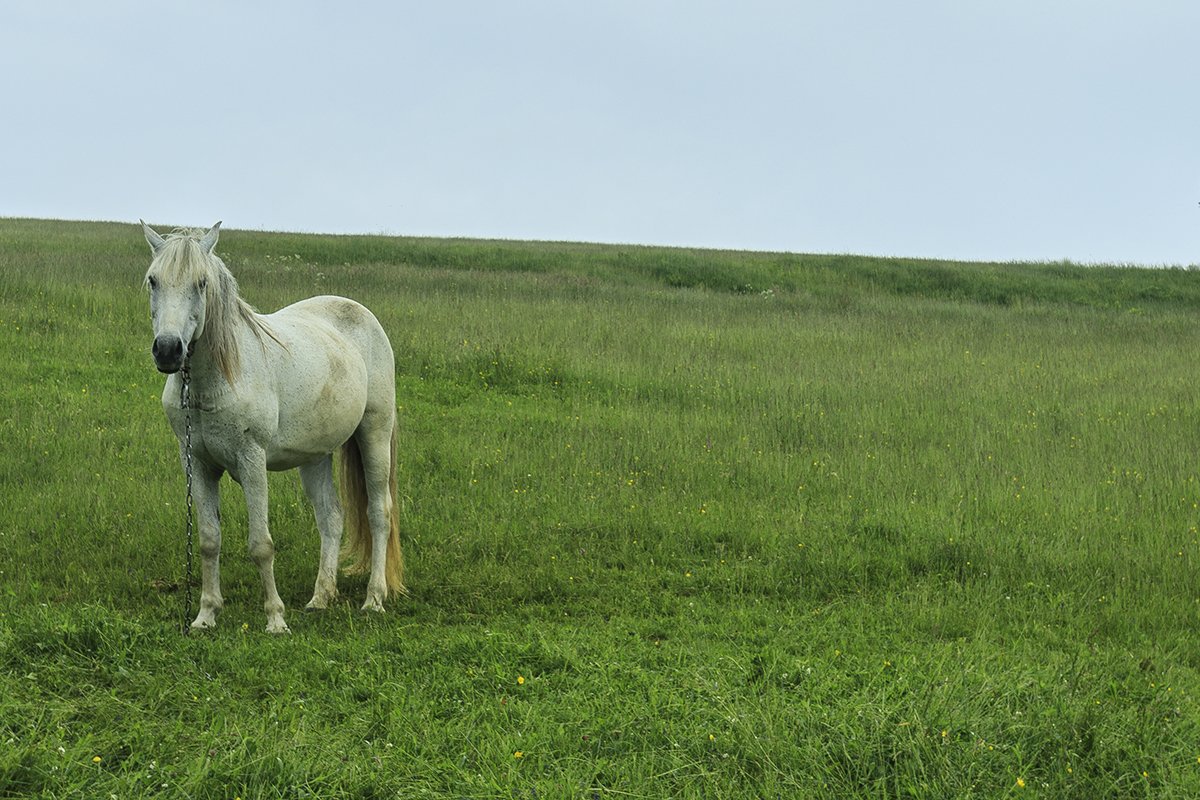 Галерея Ізки влітку