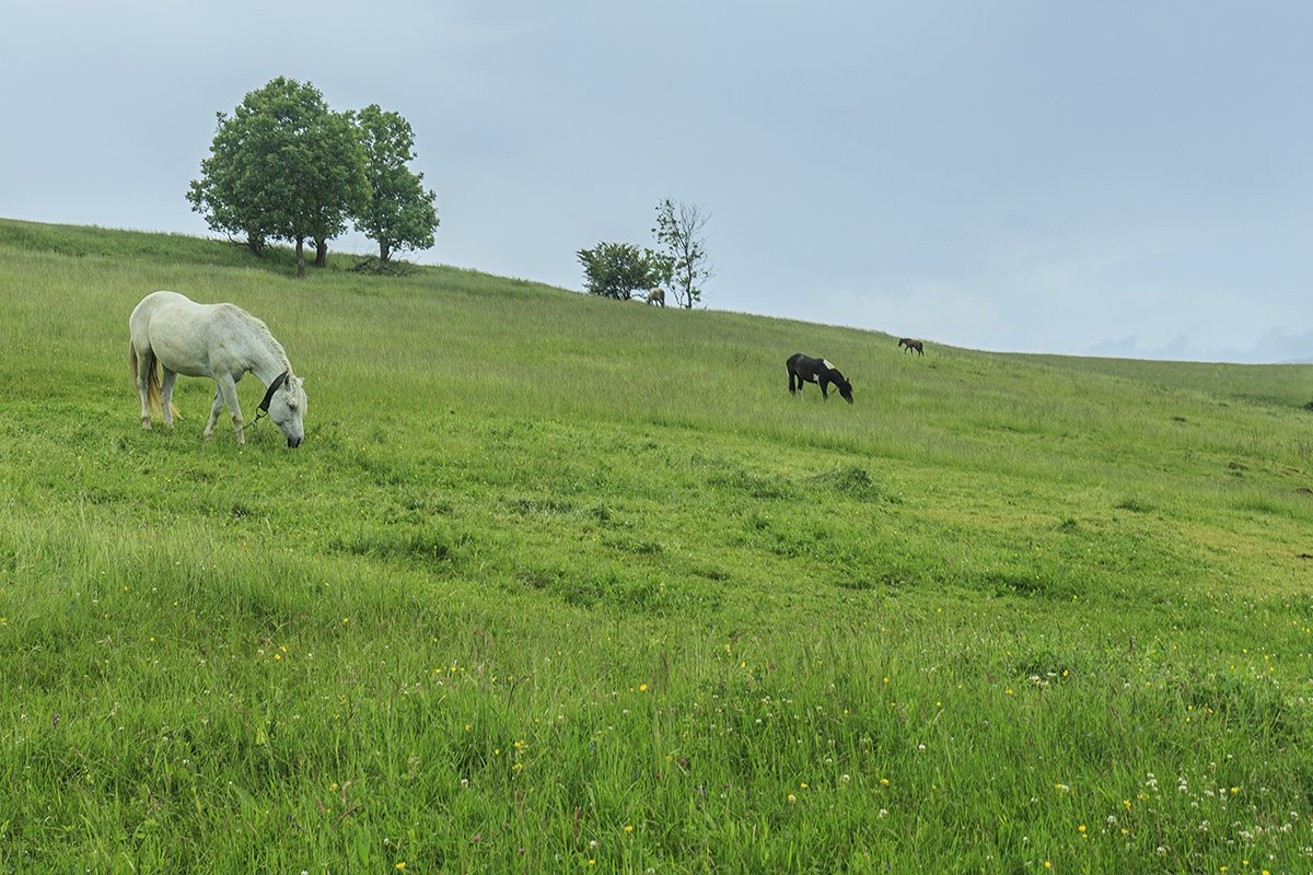 Галерея Ізки влітку