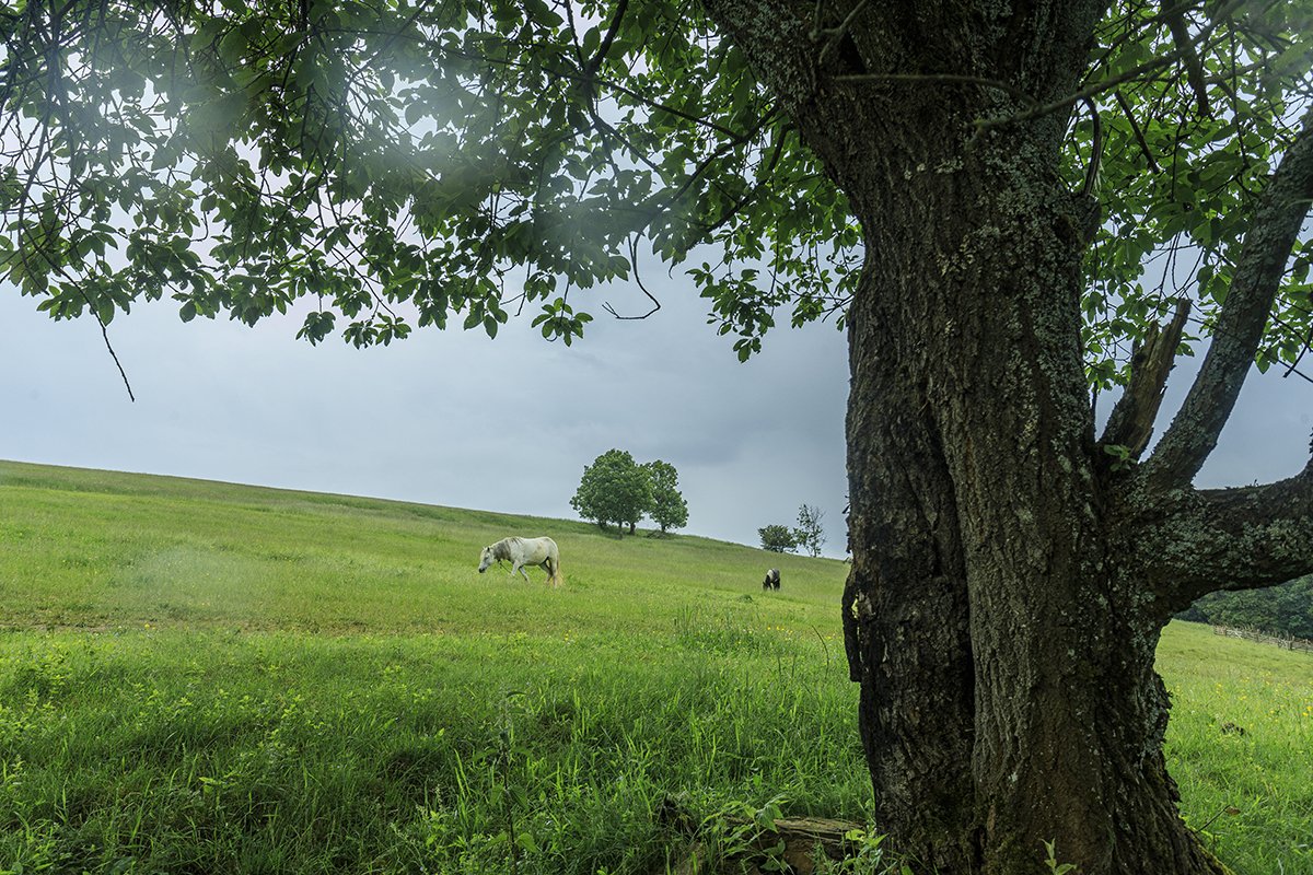 Галерея Ізки влітку