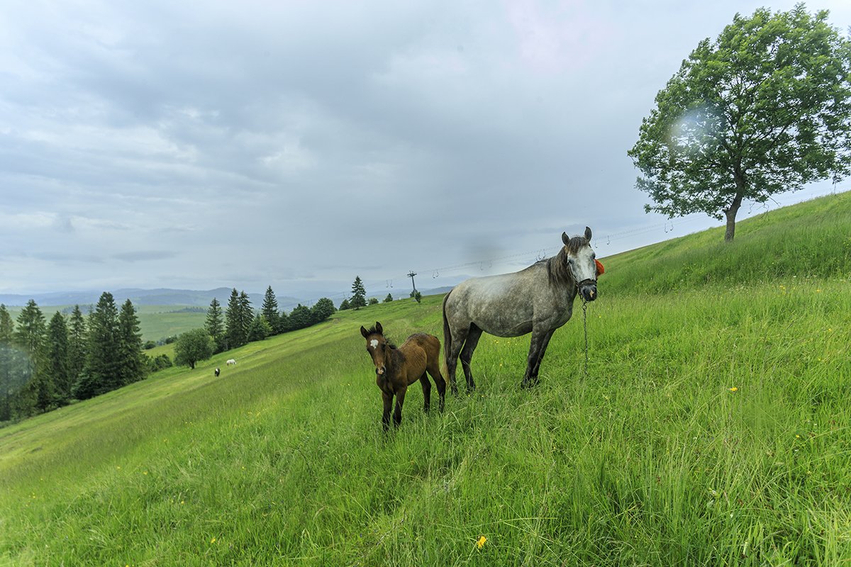 Галерея Ізки влітку