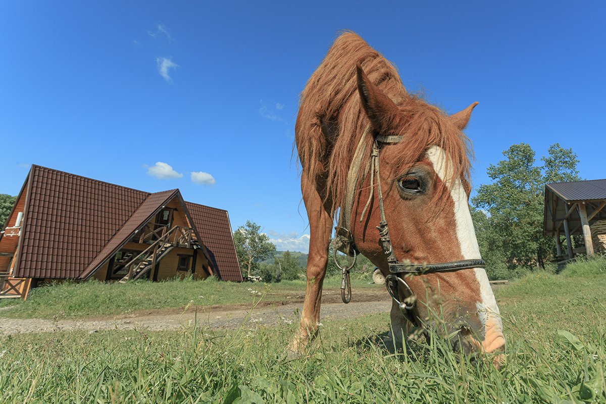 Галерея Ізки влітку