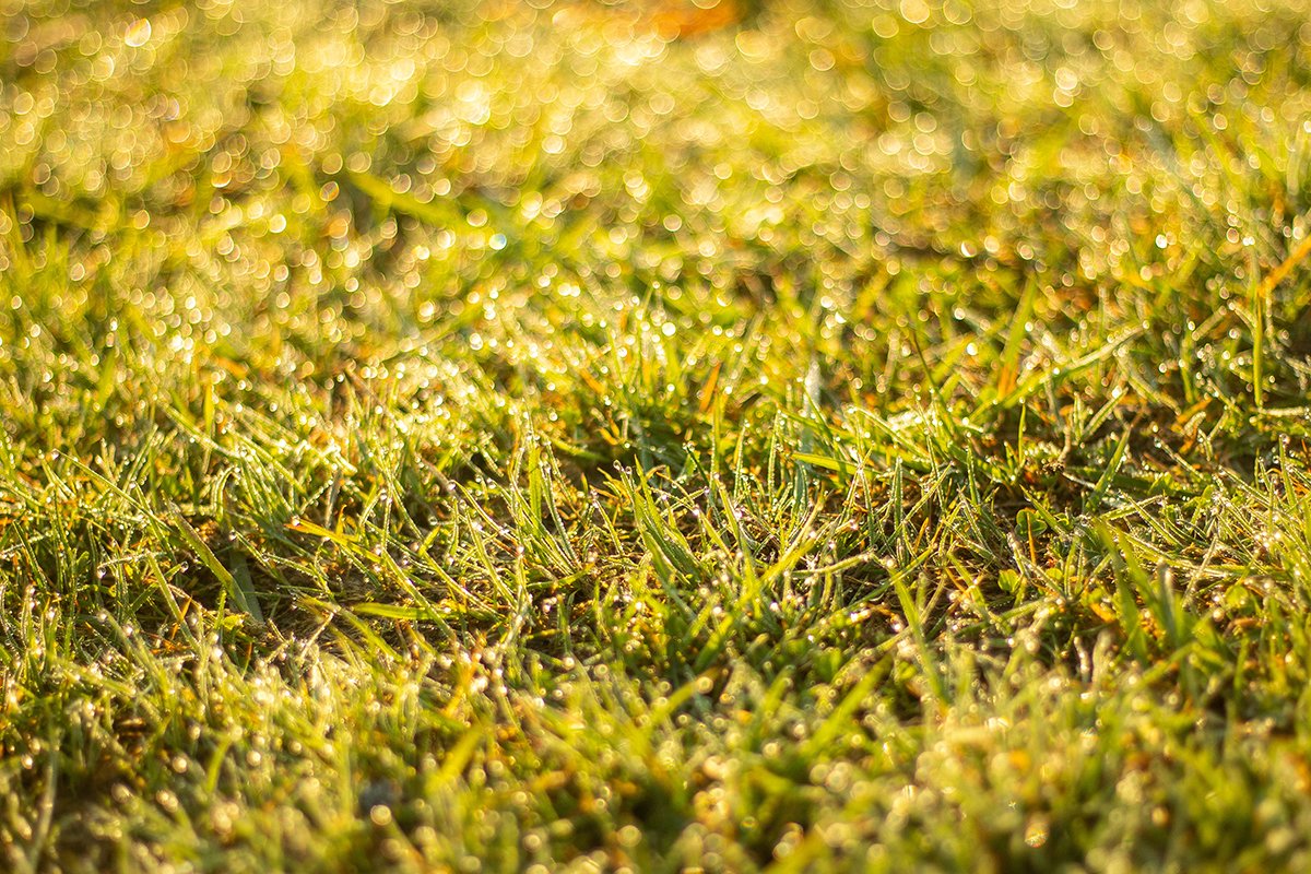 Галерея Ізки влітку