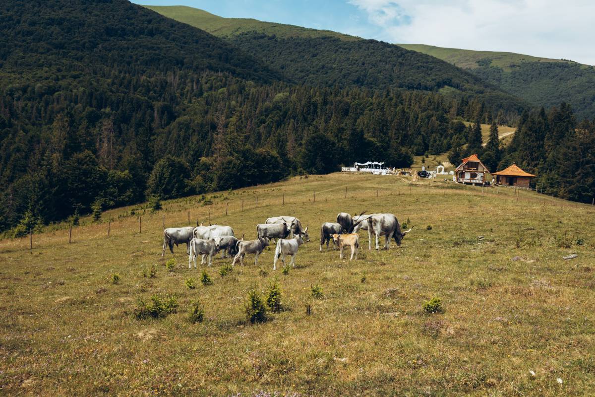 Галлерея Изки летом 25