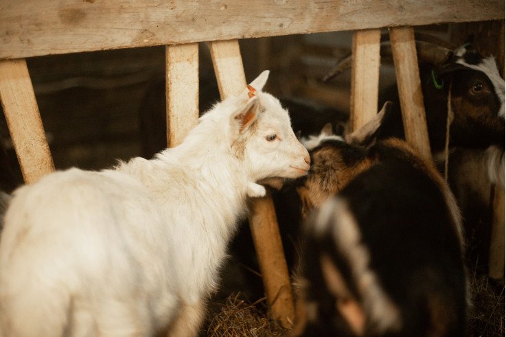 эко-ферма закарпатья