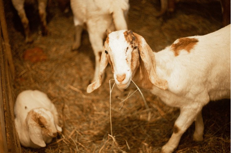 козина ферма в україні