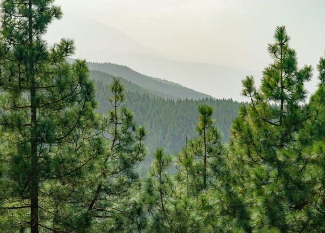 Хвойні ліси Карпат — як природа лікує тіло і нервову систему