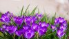 Где и когда цветут крокусы в Карпатах