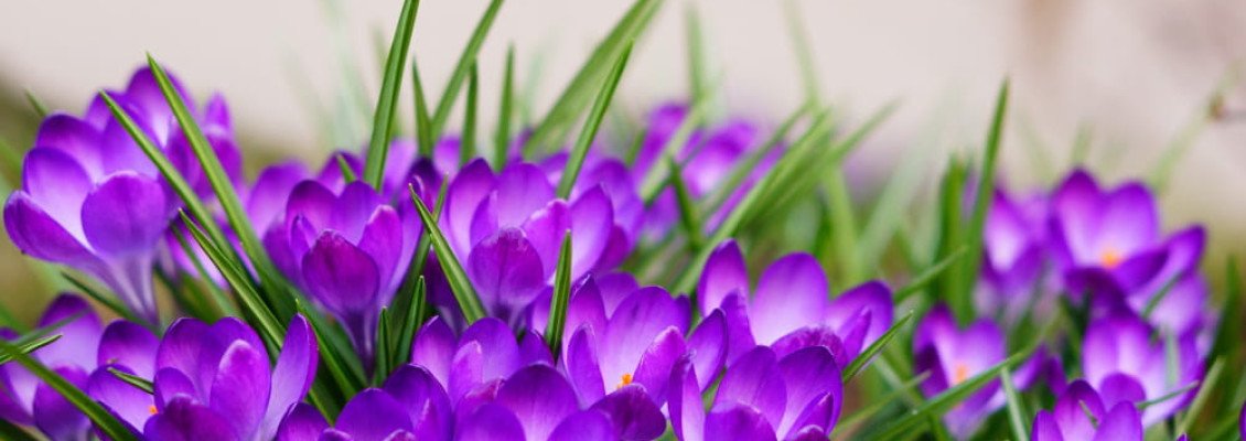 Где и когда цветут крокусы в Карпатах