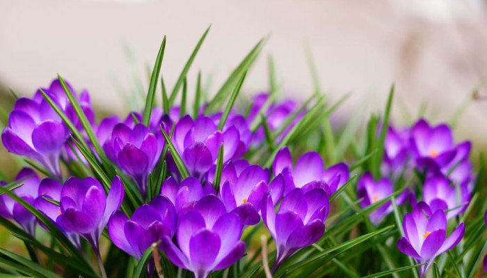 Где и когда цветут крокусы в Карпатах
