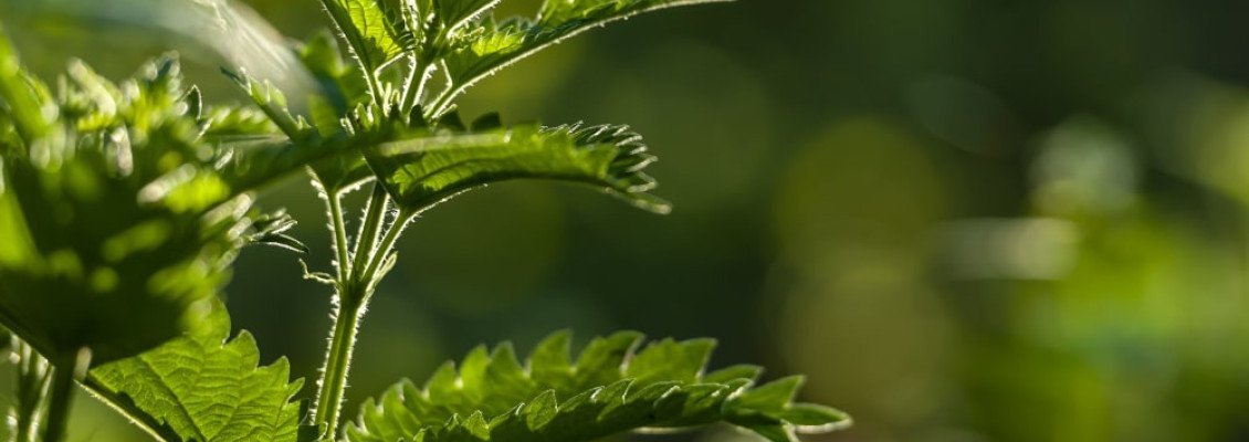 Лекарственные растения Карпат — природные лекарства и их польза