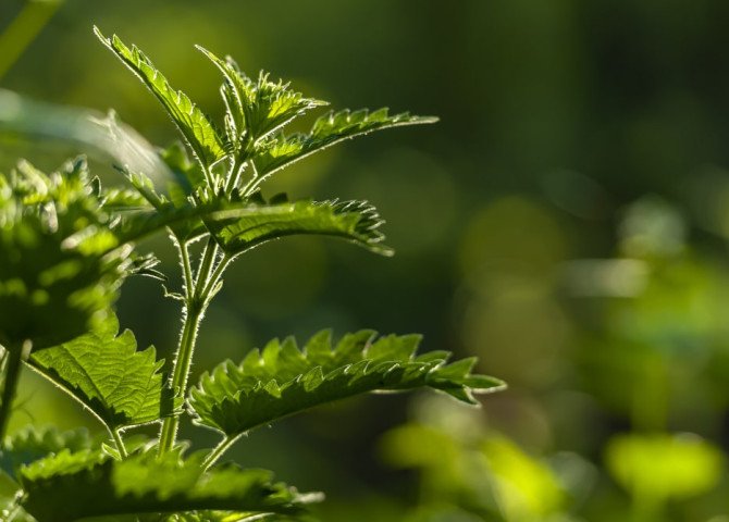 Лікарські рослини Карпат — природні ліки та їх користь