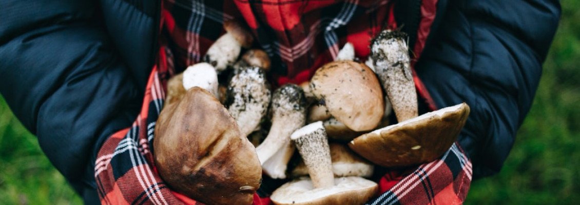 Грибы Закарпатья — как не пропустить грибной сезон 2025 с экокурортом Izki