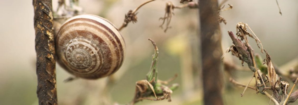 Улиточные фермы Карпат и Закарпатья: где поесть улиток