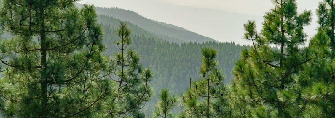 Хвойные леса Карпат — как природа лечит тело и нервную систему