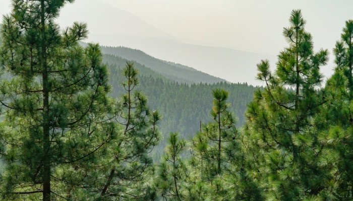Хвойні ліси Карпат — як природа лікує тіло і нервову систему