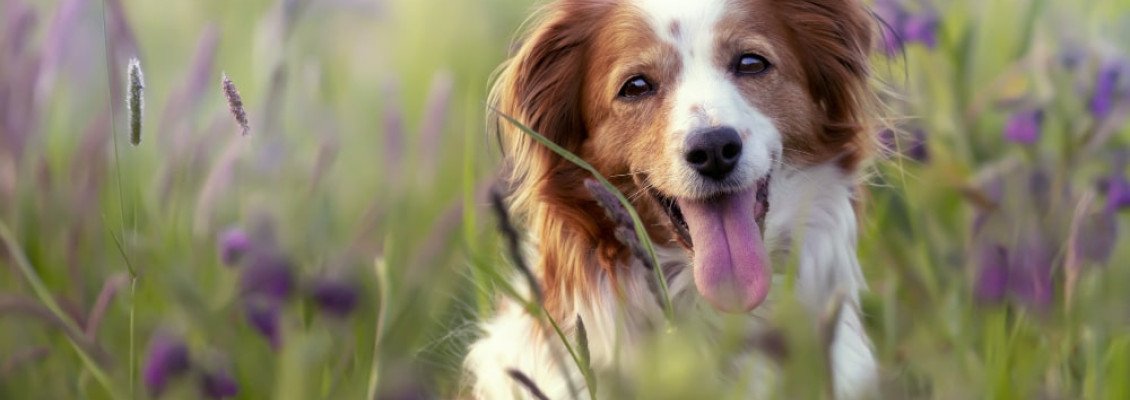 Отдых с животными в отеле в Карпатах