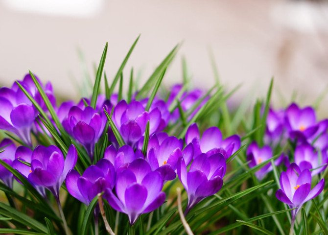 Де і коли цвітуть крокуси в Карпатах