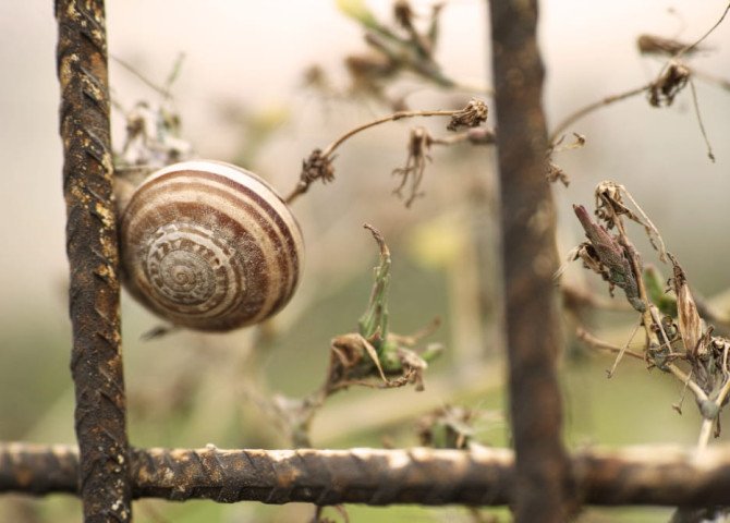 Равликові ферми Карпат і Закарпаття: де поїсти равликів