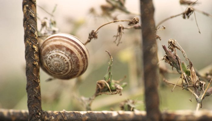 Равликові ферми Карпат і Закарпаття: де поїсти равликів