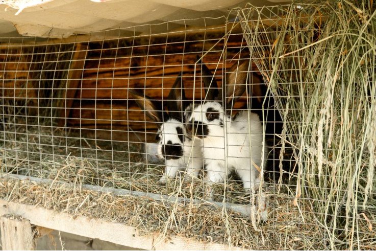 Карпатский сыр