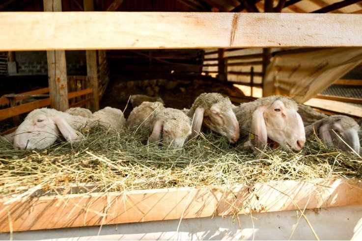 Виготовлення сиру