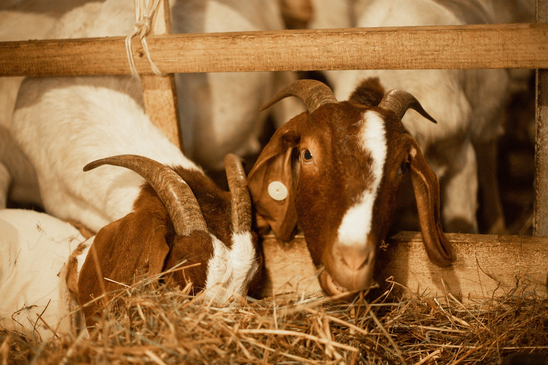 еко-ферма закарпаття