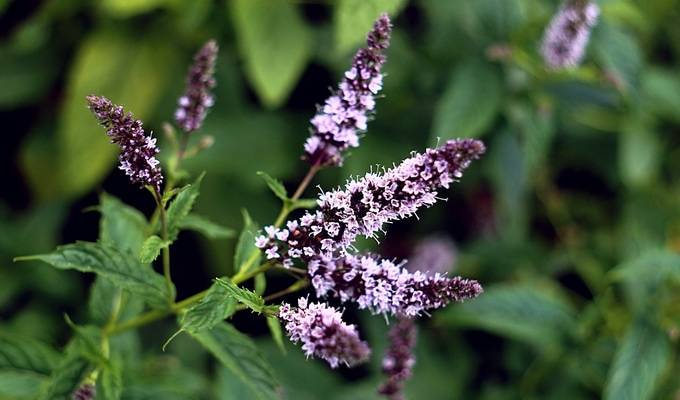 Мята горная