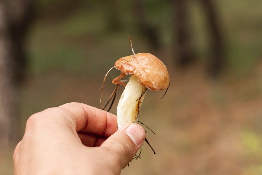 Как не навредить природе во время сбора